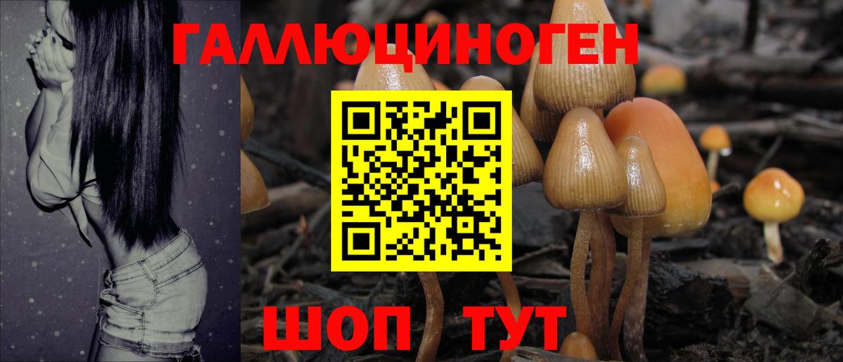 Галлюциногенные грибы Psilocybe Протвино